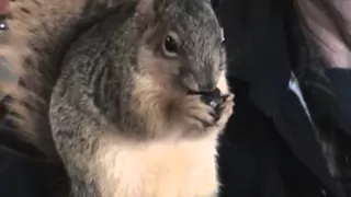 Tame squirrel, man's best friend