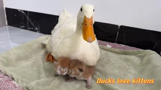Ducks know how to take care of kittens better than mother cats!The cat is surprised!😂So funny cute