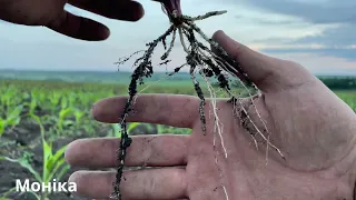 Лідери серед гібридів кукурудзи. Підведення підсумків по холодостійкості та біомасі.