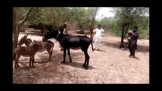 donkey raja donkey bonding