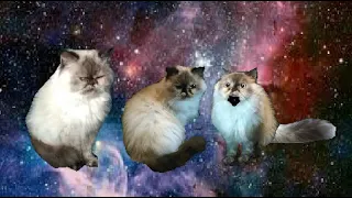 Magic Flying Space Cats (Music: Space cats - Magic Fly)