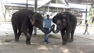Шоу и кормление слонят, катание на слонах (Тайланд)