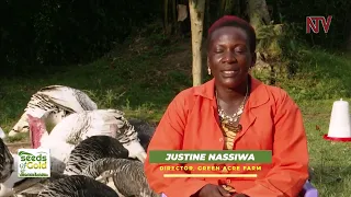 Turkey Farming for Profits | Nassiwa Justine. Buzibwera Charity Green Acres Farm