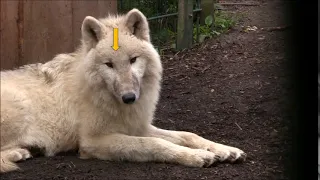 Волк, участвовавший в эксперименте