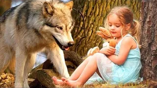 Little Girl got lost in the forest, but she could not imagine that a wolf would save her