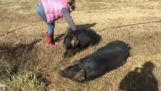 Getting your pigs to lay down - Large black hog