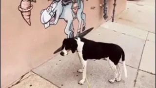 COONHOUND CHECKS OUT THE BARS AND SEAWALL OF NORTH WILDWOOD NJ!