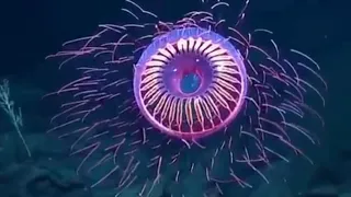 Красота подводного мира🤗 beauty of the underwater world 🤗