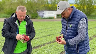 КОПАЄМ РЕДИСКУ НА РИНОК РАЗОМ З EnzaZaden