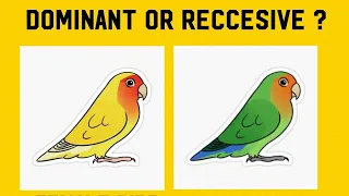 African Lovebirds Basics of Genetics / Dominant and Reccesive mutations.