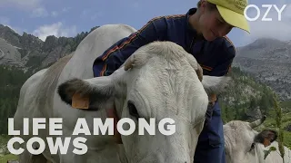 Italy: Life Among Cows | Around The World | OZY