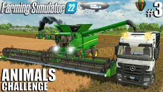 FIRST BIG CANOLA HARVEST and MISSING BALES! | ANIMALS Challenge | Timelapse 3 | Farming Simulator 22