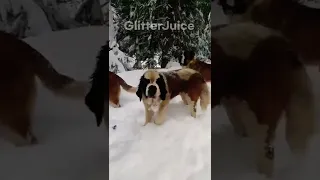 Playful Dogs enjoying the snow!