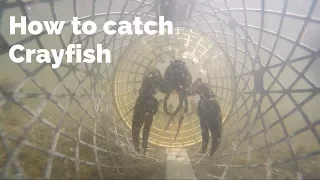 How to Catch Crayfish (UK Crayfishing)