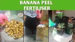 How to make Banana Peel Fertiliser