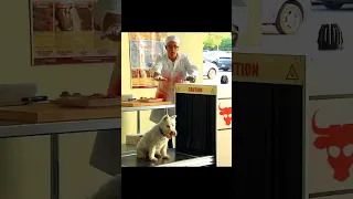 Dog in Meat Grinder prank #shorts #funny#trending#prank#funnyshorts