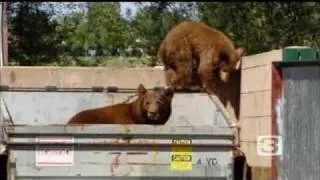 Raw: Bears Dumpster-Dive For Food