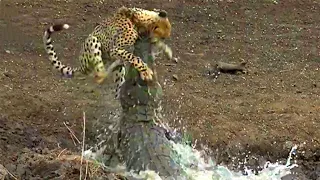 Крокодил уничтожил гепарда! 10 Сумасшедших битв животных снятых на камеру #11