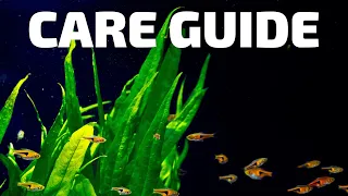 How to Care for Java Fern - Easy, Robust Plant for Beginners