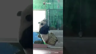 Панда практикует кунг-фу в корзине