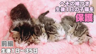 【前編】へその緒つき生後1日の子猫4匹を保護　生後1日〜35日【ハナサクモグレン成長記録　総集編】1番小さな子はたった74g  Protection of a one-day-old kitten