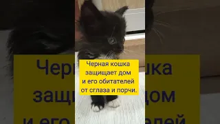 5 фактов о чёрных котах #shorts