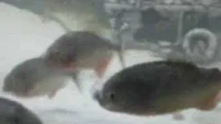 Piranhas vs Mouse (Violent Feeding)