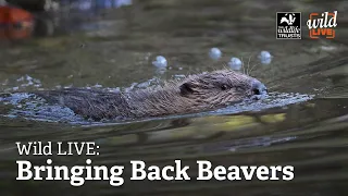 Wild LIVE: Bringing Back Beavers