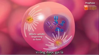 Nguyên Phân Mitosis