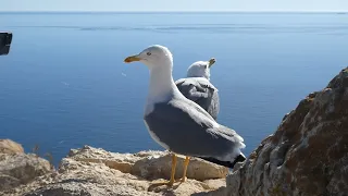 Begging gull pair at Penon de Ifach guard post (Calpe, Spain)