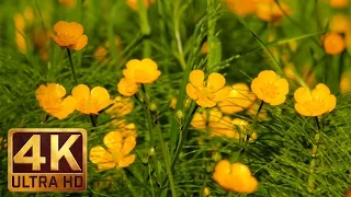 Golden Creeping Buttercups in 4K UHD - 3 Hours Birds Songs Nature Sounds Relaxation