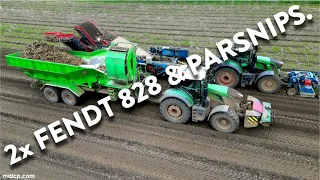 4Kᵁᴴᴰ 2024: Tompsett Growers harvesting parsnips. Fendt 828 tractors + ASA-Lift & Jones Engineering