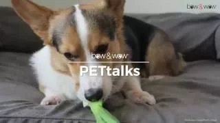 bow & wow PETtalks: Dog Nutrition 101