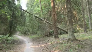 En forêt près de Minsk (Biélorussie) 11 06 23