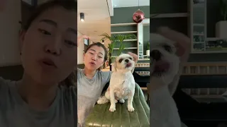 Kreatives Video mit meinem Hund 😂 Das ging viral auf TikTok 🤯 #vfx