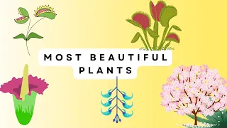 The World's Strangest and Most Beautiful Plants