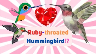 What is so Special of the Ruby-throated Hummingbird? Animal videos For Kids