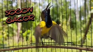 SOGON GACOR NGLEPER BIKIN SOGON LAIN EMOSI DAN GACOR #sogonijoan #sogokontong #sogon  #birds #bird