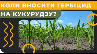 Коли вносити гербіцид на кукурудзу?