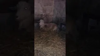 Начало родов козы.Схватки