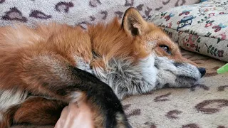 Lisa the Fox Relaxation