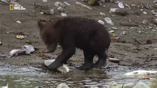 Как самка бурого медведя (Ursus arctos) обучает медвежат ловить горбушу (Oncorhynchus gorbuscha) ?