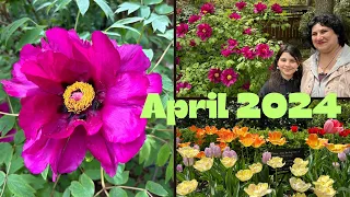 Цветы Апреля. Сакура, магнолии, тюльпаны, нарциссы…Brooklyn Botanic Garden in Bloom.
