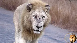 Casper The White Lion Alive And In GREAT Shape