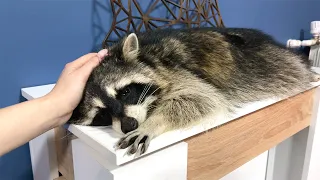 RACCOONS CAN BE VERY CUTE