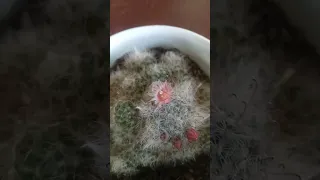 Hairy cactus mammillaria blooming it has pink tiny flower