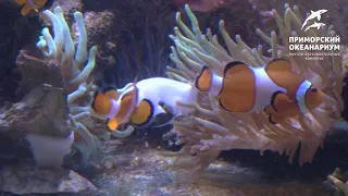 Рыба-клоун кормит свою актинию