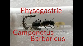 Physogastrie chez les Camponotus Barbaricus pendant la diapause .Medoc72