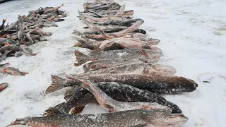 3 ДНЯ В ТАЙГЕ НА РЫБАЛКЕ! ЩУКИ РВУТ ЖЕРЛИЦЫ! ЧАСТЬ 1.