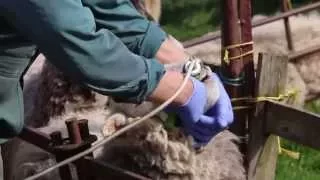 Correct drenching technique - sheep worming